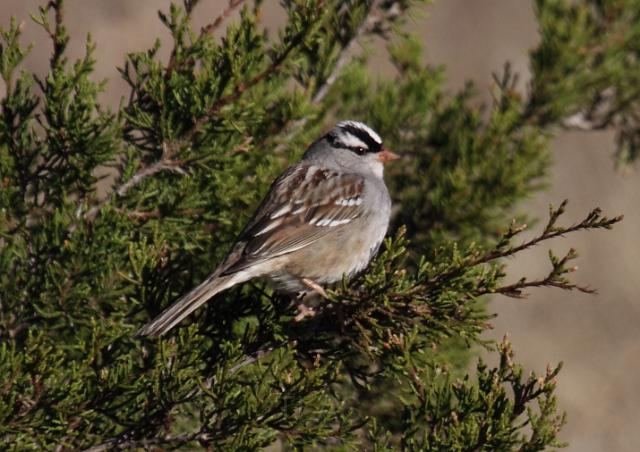 White-crowned Sparrow _0721.JPG